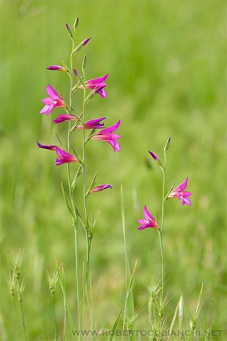 Gladiolus sp.